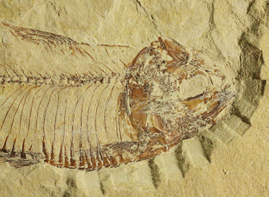 骨の1本1本が鮮明!約5000万年前のニシン科魚化石ゴシウテクティス(Gosiutichtys paevus)(その3)