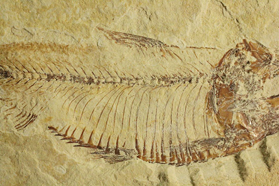 骨の1本1本が鮮明!約5000万年前のニシン科魚化石ゴシウテクティス(Gosiutichtys paevus)(その4)