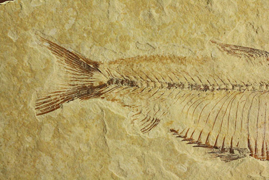 骨の1本1本が鮮明!約5000万年前のニシン科魚化石ゴシウテクティス(Gosiutichtys paevus)(その5)