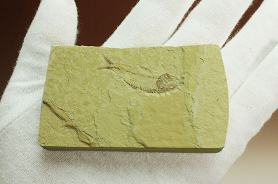 骨の1本1本が鮮明!約5000万年前のニシン科魚化石ゴシウテクティス(Gosiutichtys paevus)(その6)