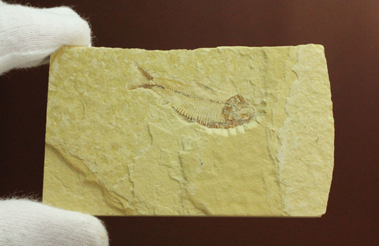 骨の1本1本が鮮明!約5000万年前のニシン科魚化石ゴシウテクティス(Gosiutichtys paevus)(その8)