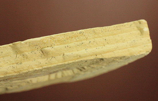 骨の1本1本が鮮明!約5000万年前のニシン科魚化石ゴシウテクティス(Gosiutichtys paevus)(その9)