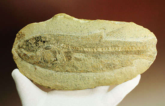 ブラジル産白亜紀前期のネガポジ魚化石。保存状態良し。/中生代白亜紀（1億3500万 -- 6500万年前）【ot688】