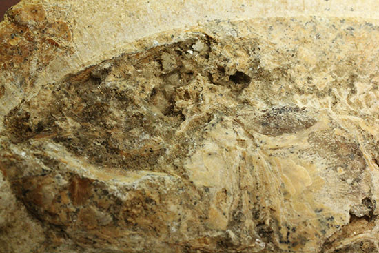 ブラジル産白亜紀前期のネガポジ魚化石。保存状態良し。（その10）