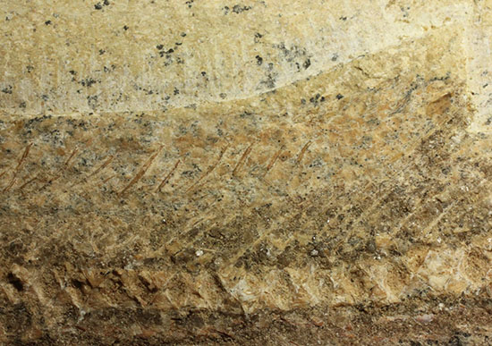 ブラジル産白亜紀前期のネガポジ魚化石。保存状態良し。（その11）