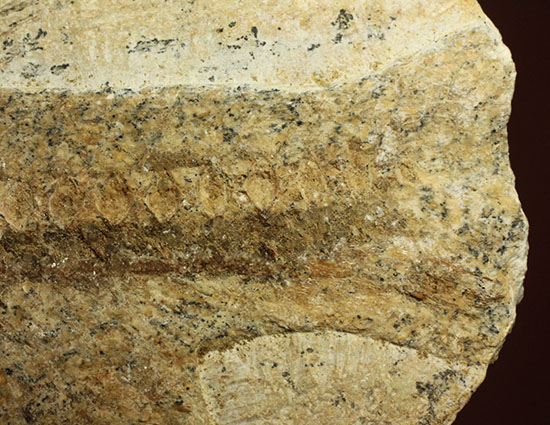 ブラジル産白亜紀前期のネガポジ魚化石。保存状態良し。（その12）