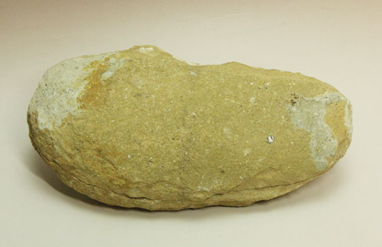 ブラジル産白亜紀前期のネガポジ魚化石。保存状態良し。（その13）