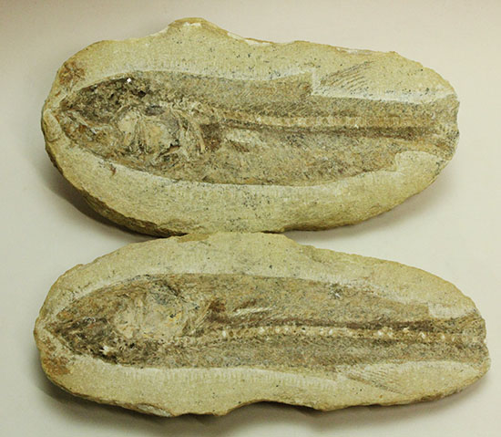 ブラジル産白亜紀前期のネガポジ魚化石。保存状態良し。（その14）