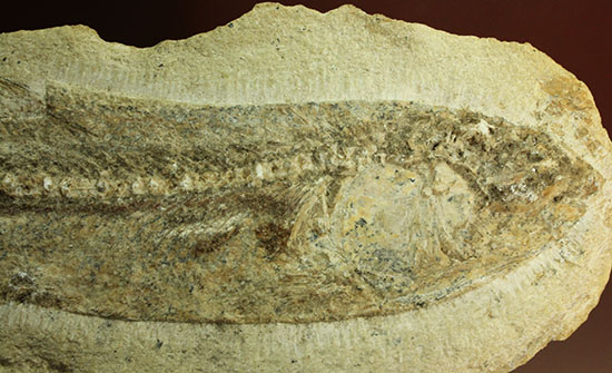ブラジル産白亜紀前期のネガポジ魚化石。保存状態良し。（その15）