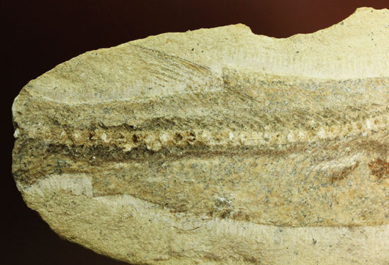 ブラジル産白亜紀前期のネガポジ魚化石。保存状態良し。（その16）