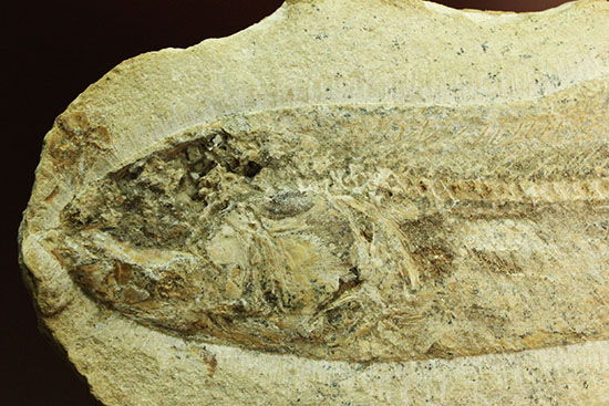 ブラジル産白亜紀前期のネガポジ魚化石。保存状態良し。（その17）
