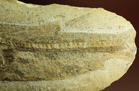 ブラジル産白亜紀前期のネガポジ魚化石。保存状態良し。（その18）