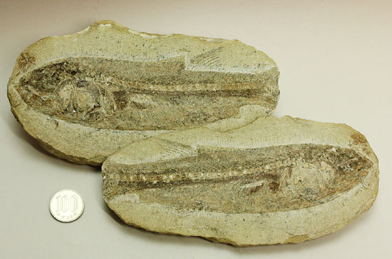 ブラジル産白亜紀前期のネガポジ魚化石。保存状態良し。（その19）