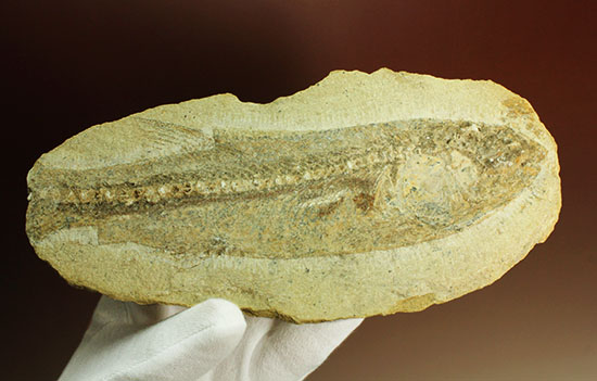 ブラジル産白亜紀前期のネガポジ魚化石。保存状態良し。（その2）
