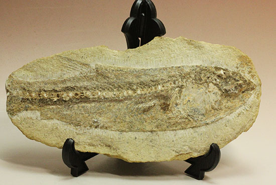 ブラジル産白亜紀前期のネガポジ魚化石。保存状態良し。（その3）