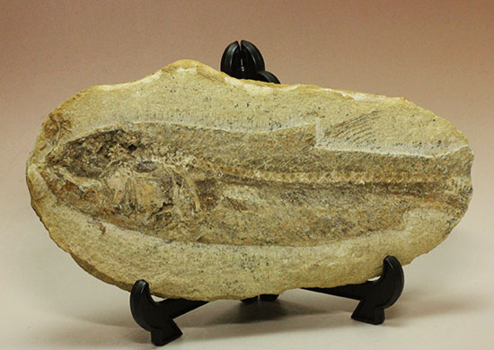 ブラジル産白亜紀前期のネガポジ魚化石。保存状態良し。（その4）