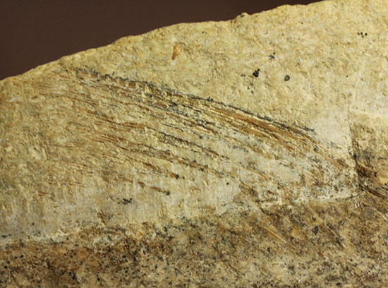 ブラジル産白亜紀前期のネガポジ魚化石。保存状態良し。（その6）