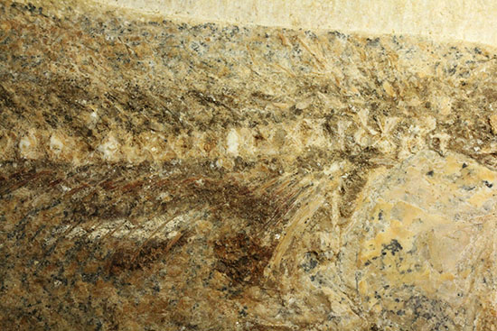 ブラジル産白亜紀前期のネガポジ魚化石。保存状態良し。（その7）