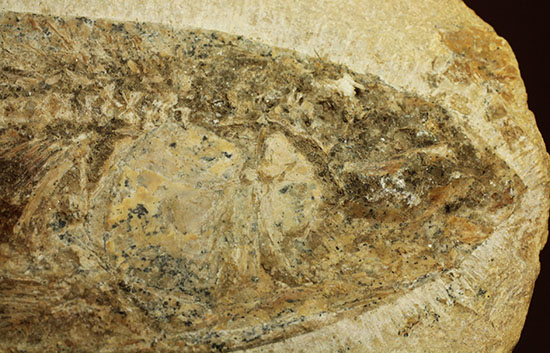 ブラジル産白亜紀前期のネガポジ魚化石。保存状態良し。（その8）