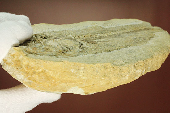 ブラジル産白亜紀前期のネガポジ魚化石。保存状態良し。（その9）