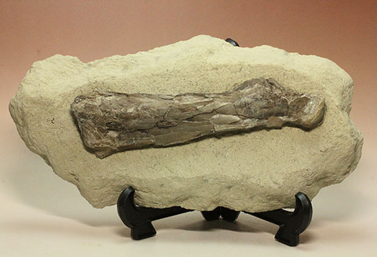 フライングモンスター、空飛ぶ爬虫類、プテラノドン（Pteranodon sp.）の前腕部の化石/中生代白亜紀（1億3500万 -- 6500万年前）【ot690】