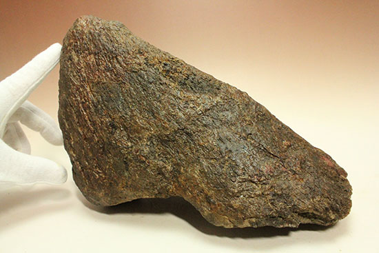 恐竜ファン垂涎の逸品、トリケラトプスを象徴する鼻先の角化石（その8）