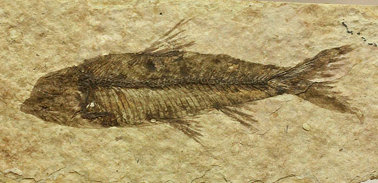 欠けのない背骨、生々しさすら感じさせるナイティア魚化石(Knightia)(その1)
