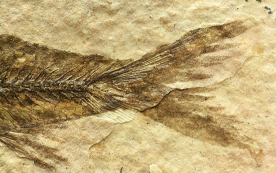 欠けのない背骨、生々しさすら感じさせるナイティア魚化石(Knightia)(その10)