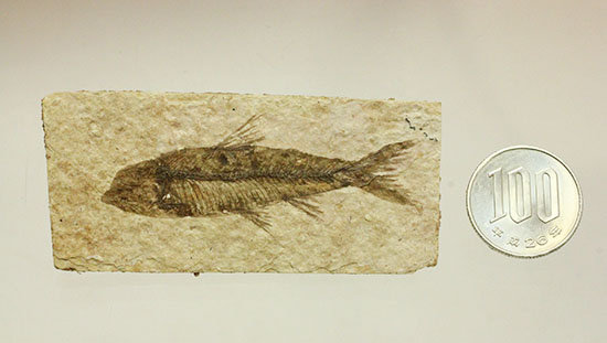欠けのない背骨、生々しさすら感じさせるナイティア魚化石(Knightia)(その11)
