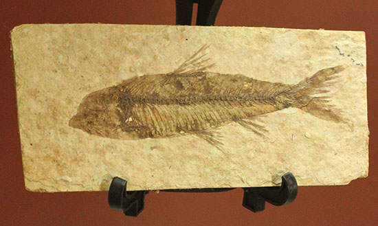 欠けのない背骨、生々しさすら感じさせるナイティア魚化石(Knightia)(その2)