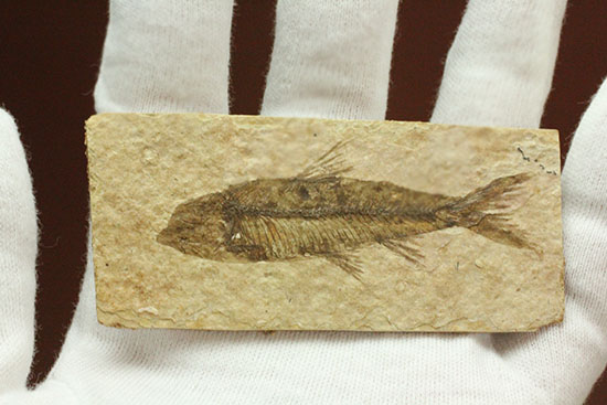 欠けのない背骨、生々しさすら感じさせるナイティア魚化石(Knightia)(その3)