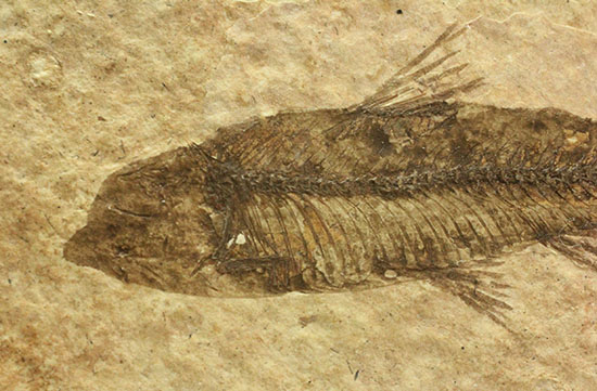 欠けのない背骨、生々しさすら感じさせるナイティア魚化石(Knightia)(その4)