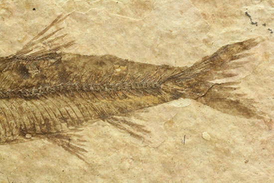 欠けのない背骨、生々しさすら感じさせるナイティア魚化石(Knightia)(その5)