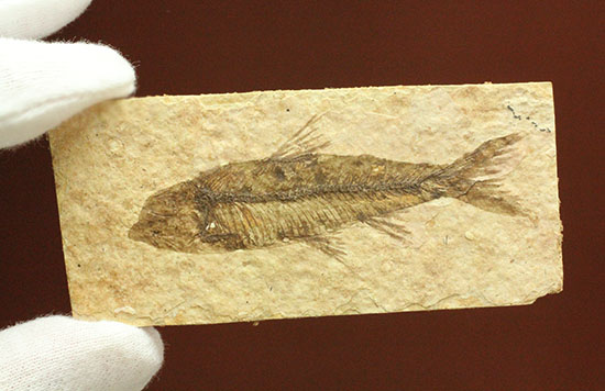欠けのない背骨、生々しさすら感じさせるナイティア魚化石(Knightia)(その8)