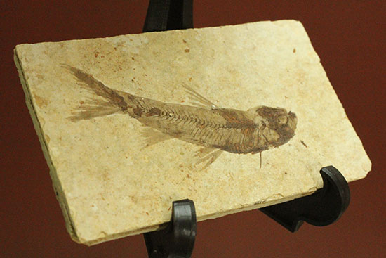 優秀な保存状態。約5000万年前の魚化石ナイティア(knightia)(その1)