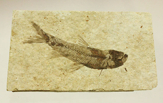 優秀な保存状態。約5000万年前の魚化石ナイティア(knightia)(その10)