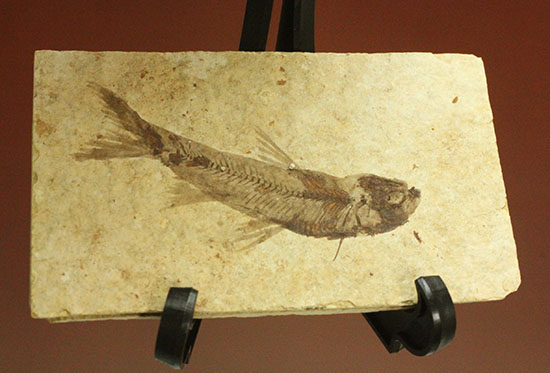 優秀な保存状態。約5000万年前の魚化石ナイティア(knightia)(その11)