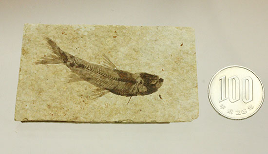 優秀な保存状態。約5000万年前の魚化石ナイティア(knightia)(その12)