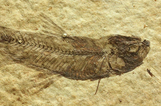 優秀な保存状態。約5000万年前の魚化石ナイティア(knightia)(その2)