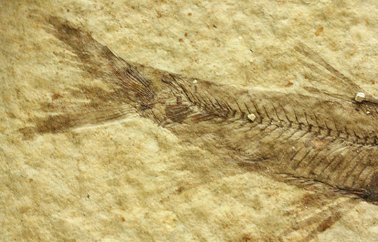 優秀な保存状態。約5000万年前の魚化石ナイティア(knightia)(その3)