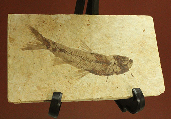 優秀な保存状態。約5000万年前の魚化石ナイティア(knightia)(その4)