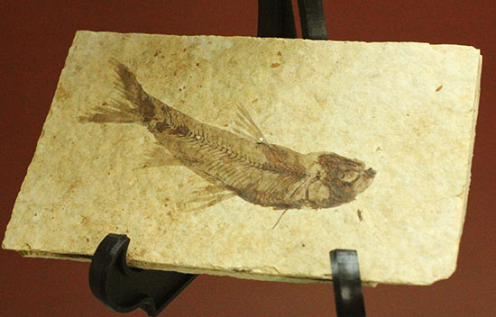 優秀な保存状態。約5000万年前の魚化石ナイティア(knightia)(その5)