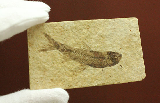 優秀な保存状態。約5000万年前の魚化石ナイティア(knightia)(その6)
