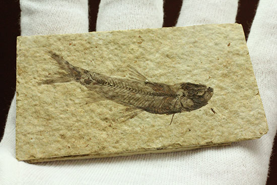 優秀な保存状態。約5000万年前の魚化石ナイティア(knightia)(その8)