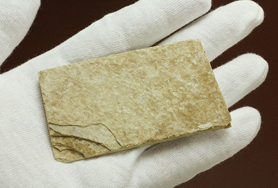 優秀な保存状態。約5000万年前の魚化石ナイティア(knightia)(その9)