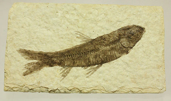 ヒレが主役です。躍動感あるポージング、約5000万年前の魚化石ナイティア(Knightia)(その10)
