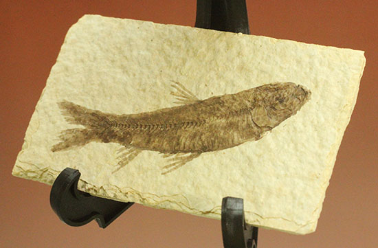 ヒレが主役です。躍動感あるポージング、約5000万年前の魚化石ナイティア(Knightia)(その11)