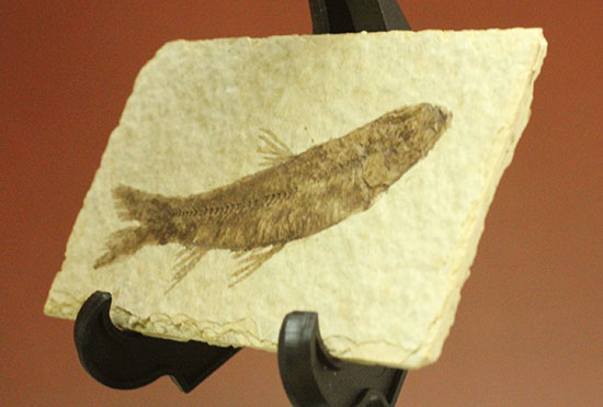ヒレが主役です。躍動感あるポージング、約5000万年前の魚化石ナイティア(Knightia)(その12)