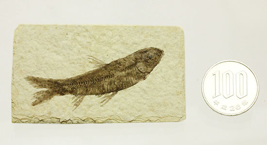 ヒレが主役です。躍動感あるポージング、約5000万年前の魚化石ナイティア(Knightia)(その14)