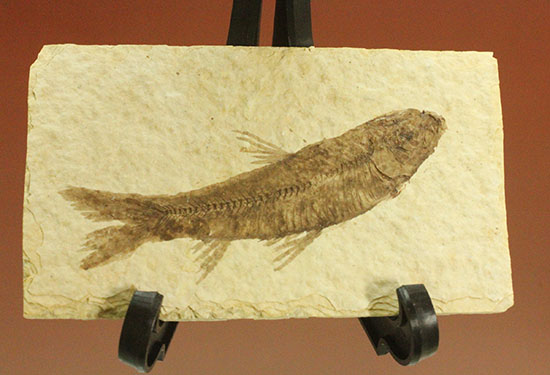 ヒレが主役です。躍動感あるポージング、約5000万年前の魚化石ナイティア(Knightia)(その2)